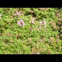 Thymus Serpyllum cv Bressingham (fam Lamiacees) (11)
